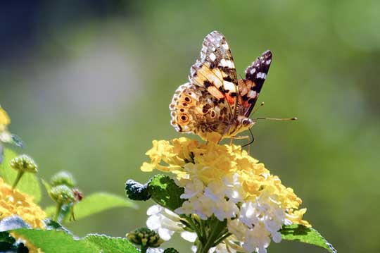 Lantana