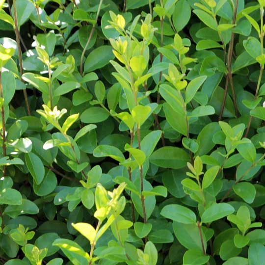 Ligustrum - Privet