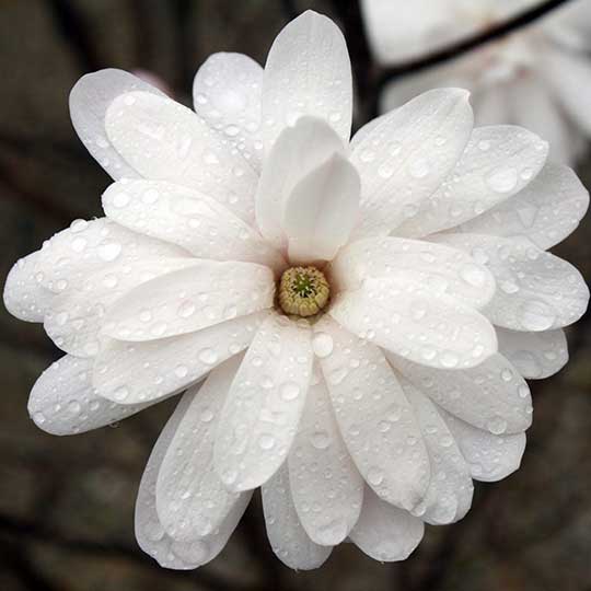 Magnolia - Royal Star