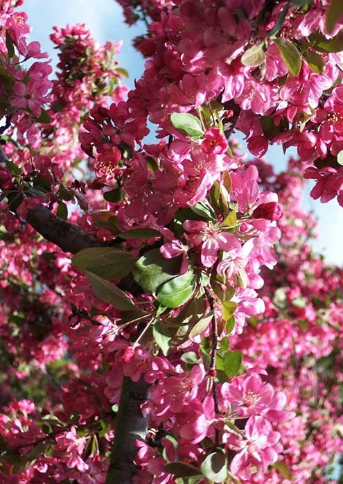 Malus - Adams Flowering Crabapple