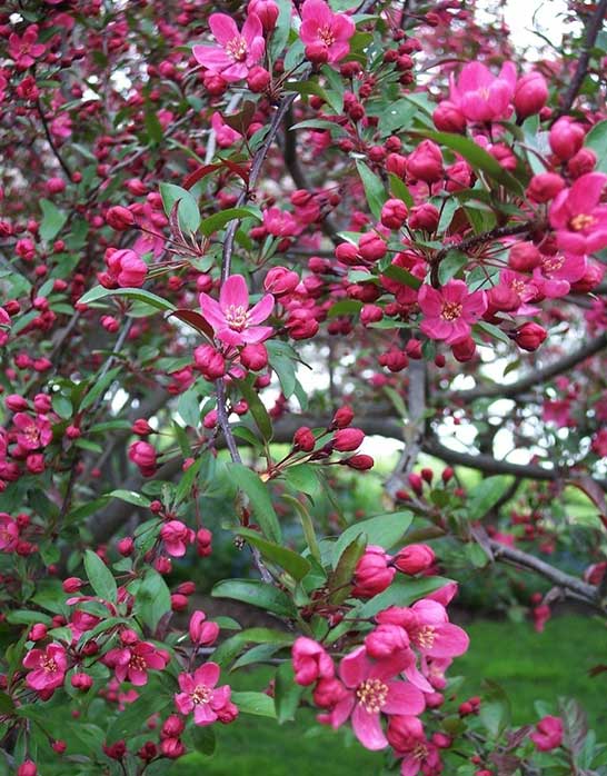 Malus - Prairifire Crabapple