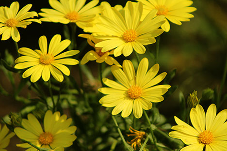 Osteospermum - African Daisy