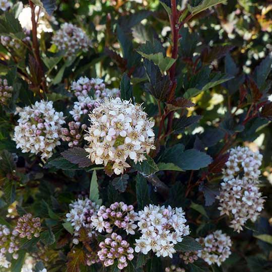 Physocarpus opulifolius - Ninebark