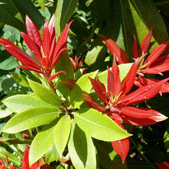 Pieris - Mountain Fire