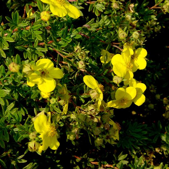 Potentilla - Cinquefoil