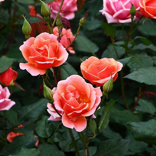 Rosa - Rose - Roses