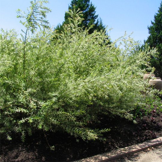 salix - dappled willow - shrub willow