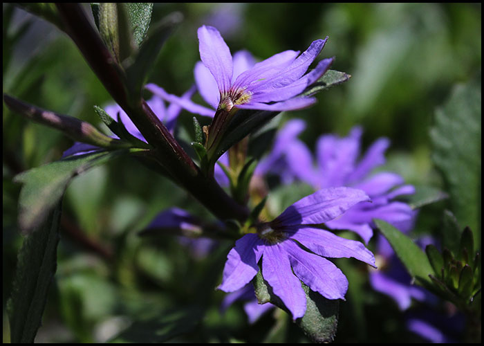 Scaevola - Fan Flower