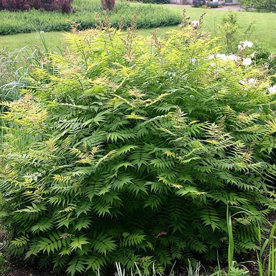 Sorbaria - False Spirea