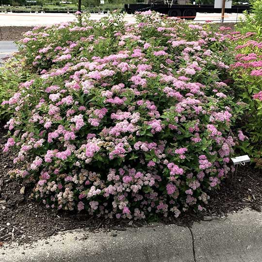 Spirea