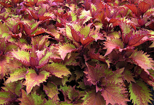 sun coleus