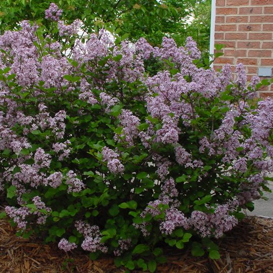 Syringa - Lilac