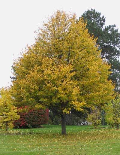 Tilia Linden Greenspire in fall