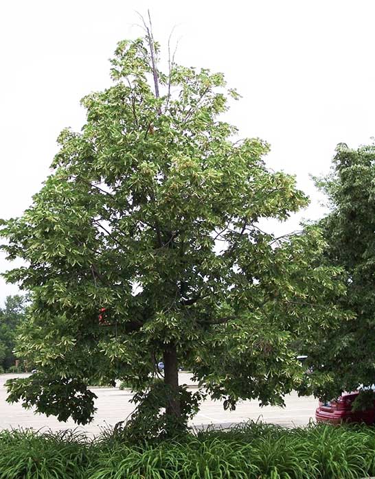 Tilia Americana - Redmond American Linden