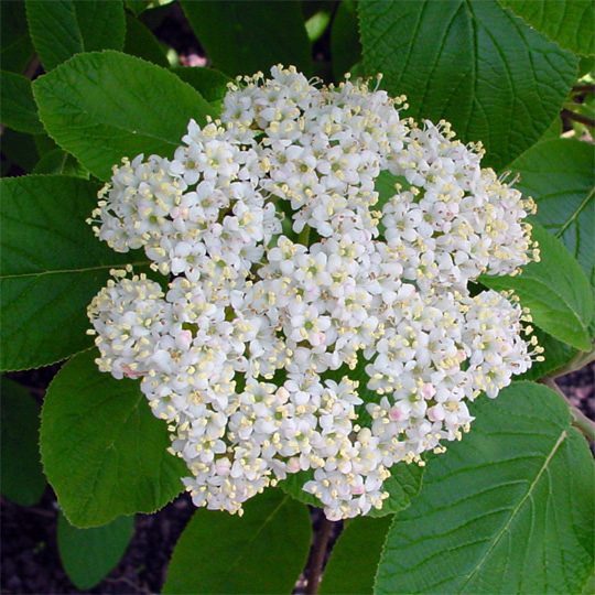 Viburnum