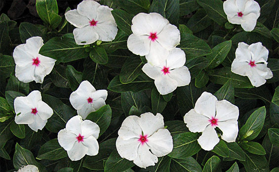 Vinca - Periwinkle