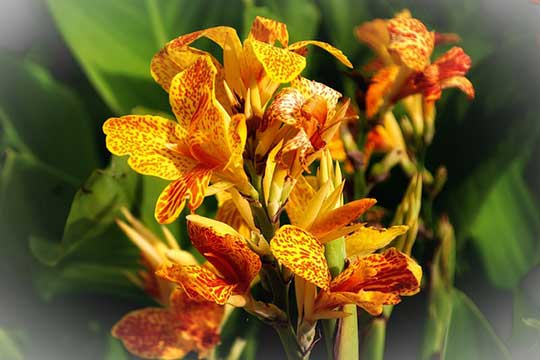 Canna lily