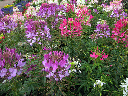 cleome - spider flower