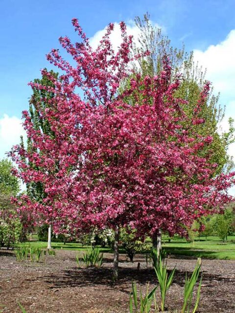 malus cardinal Crabapple - Country Bumpkin Plant Nursery