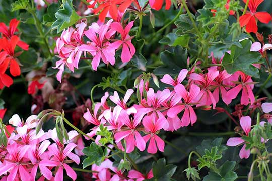 ivy geranium