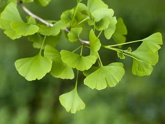 Gingko biloba - Maidenhair Tree leaves