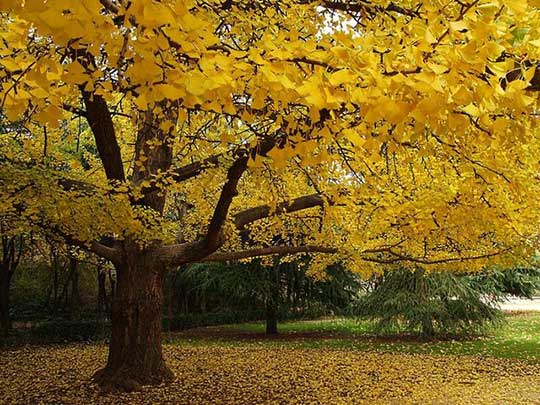 Gingko biloba - Maidenhair Tree