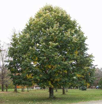 tilia tormentosa - sterling silver linden tree