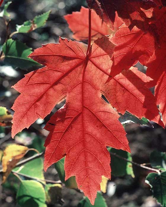 Acer Autumn Blaze Maple