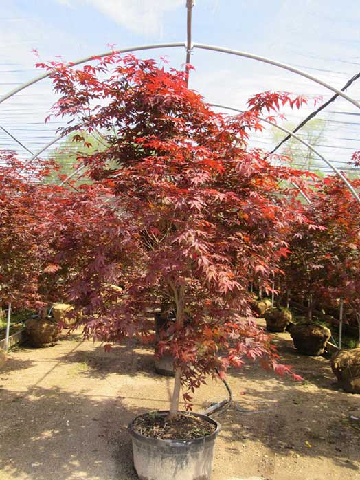 Acer palmatum - Japanese maple Emperor