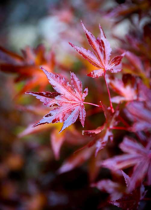 Acer palmatum skeeter's broom