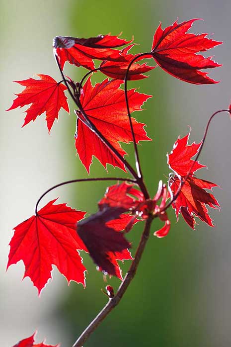 red sunset maple