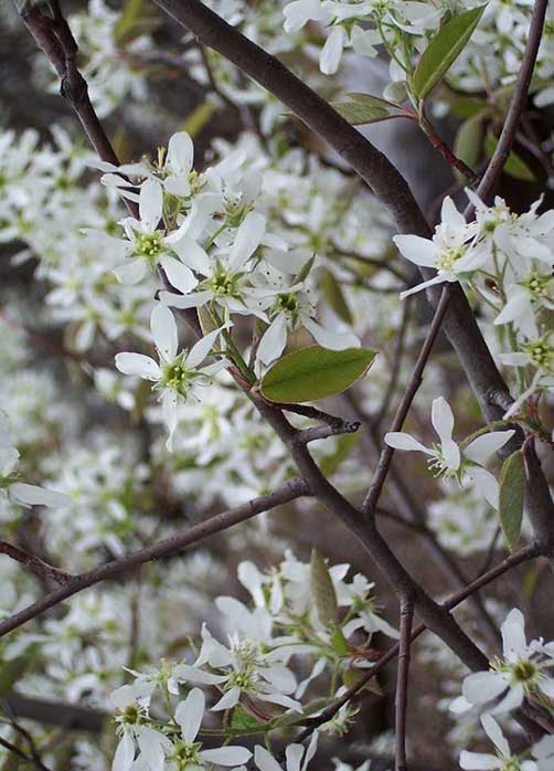 Amelanchier - Serviceberry