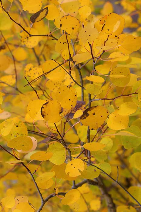 Aspen summer shimmer trees