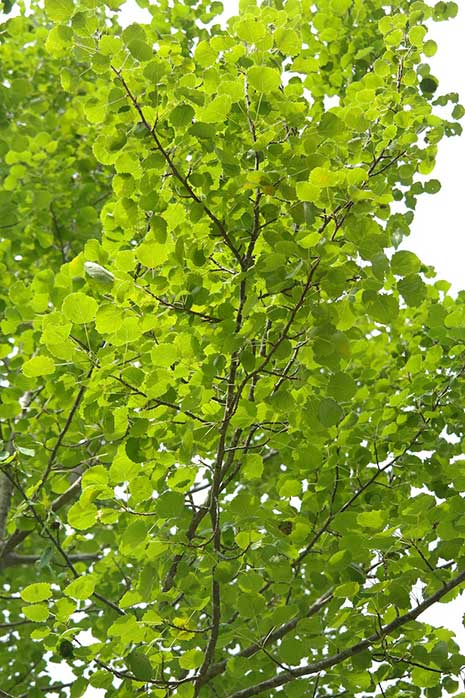 Aspen Swedish Columnar tree