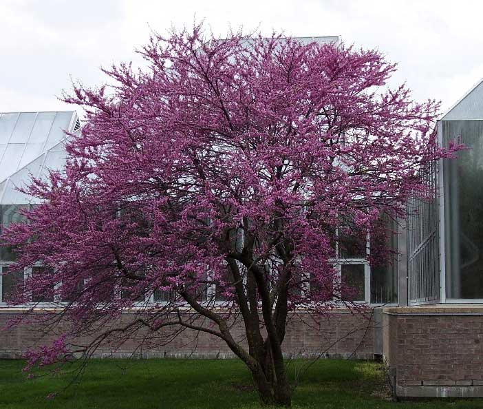 cercis canadensis - eastern redbud