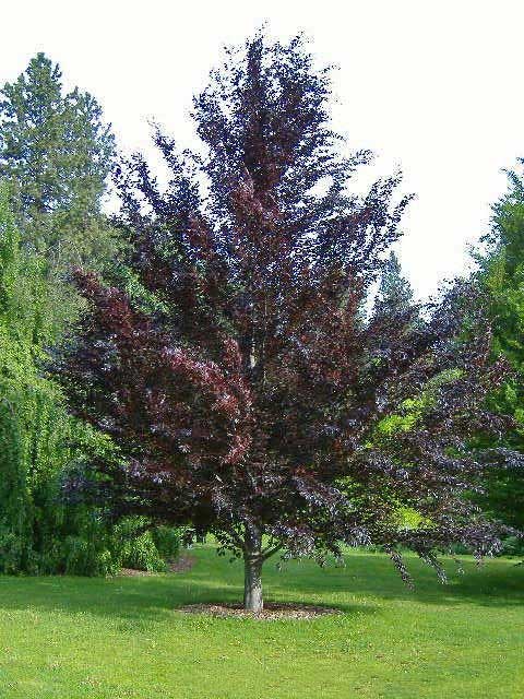 European beech tree