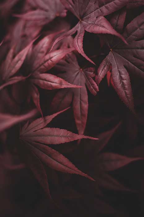 Japanese maple Bloodgood leaves