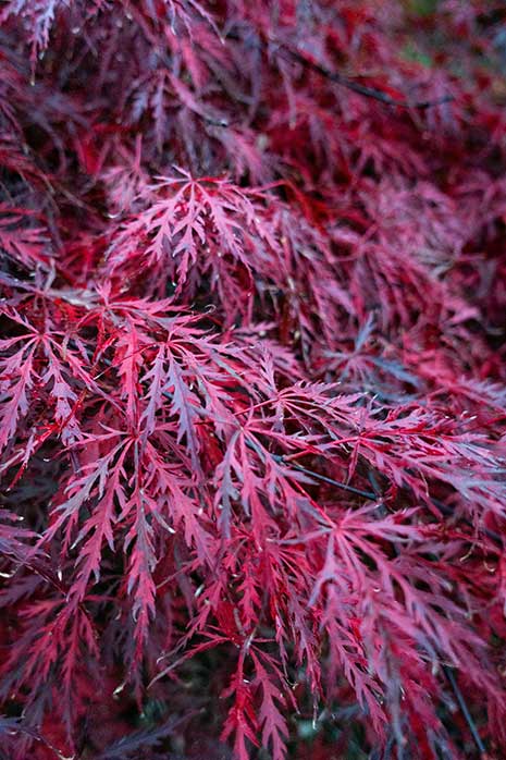 Japanese maple dissectum weeping red
