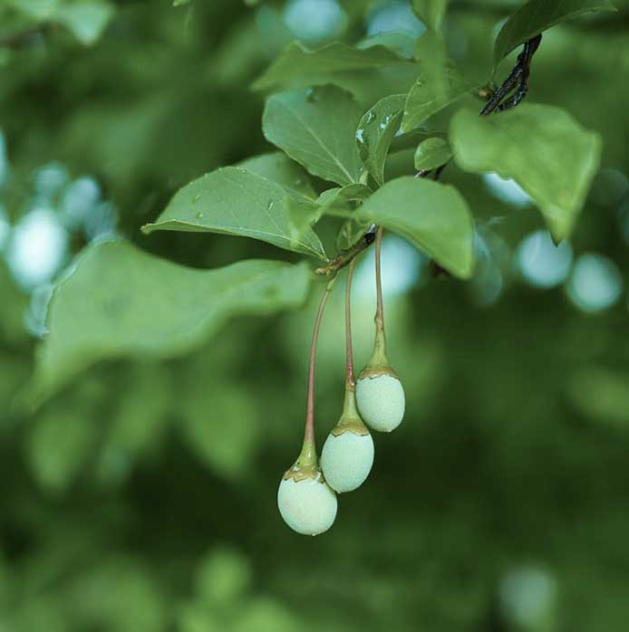 Japanese Snowbell - Styrax Japonicus