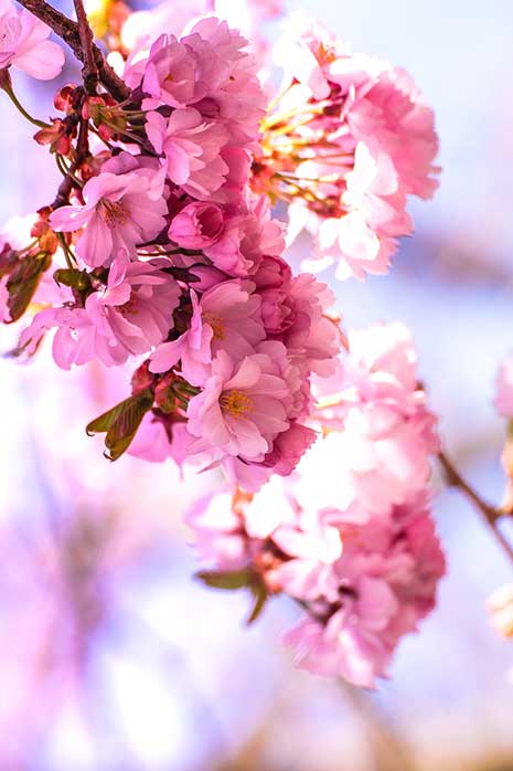 Kwanzan flowering cherry tree