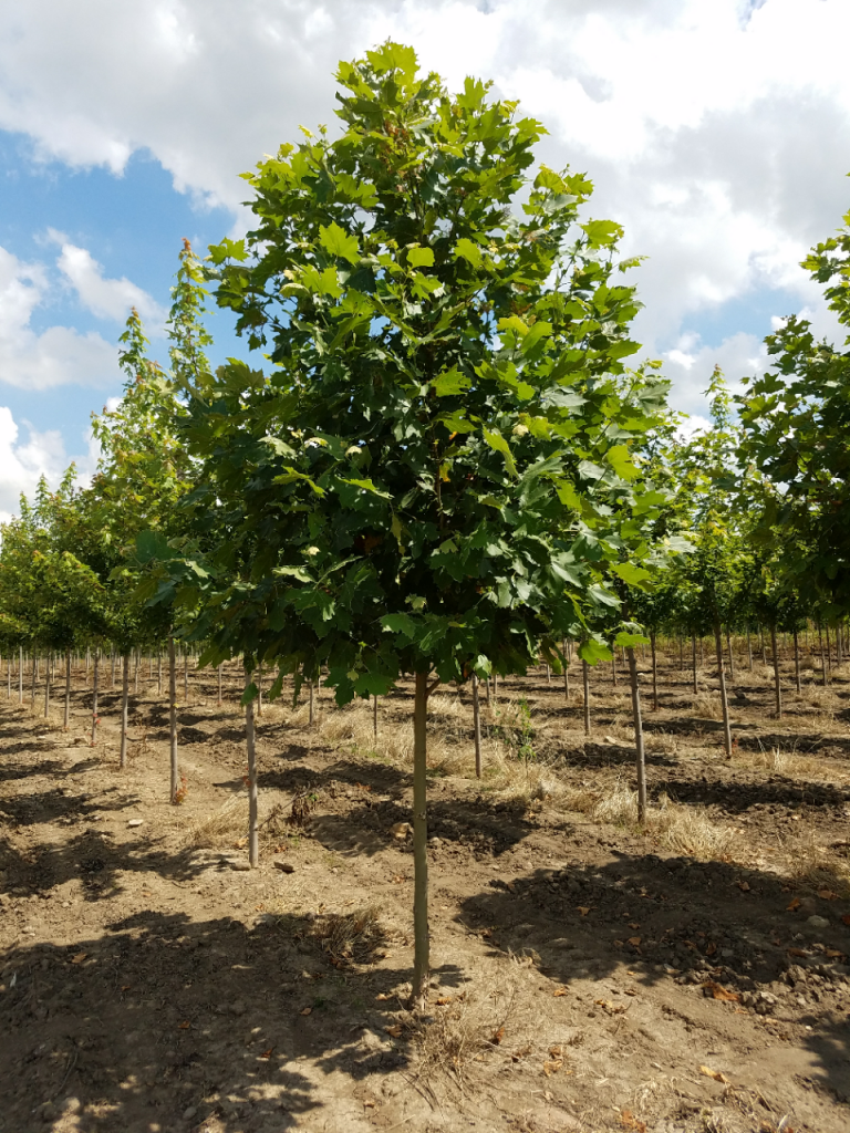 Platanus Acerifolia London Planetree - Sycamore