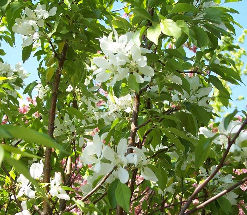 malus spring snow flowering crabapple