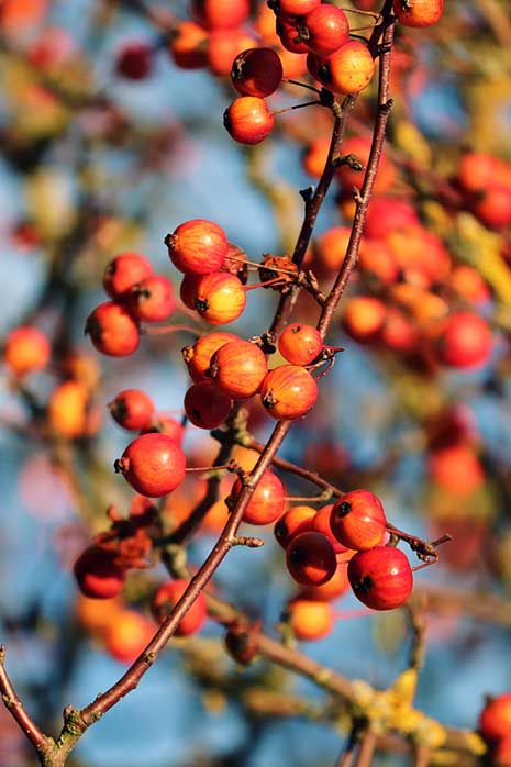 tina dwarf crabapple fruit