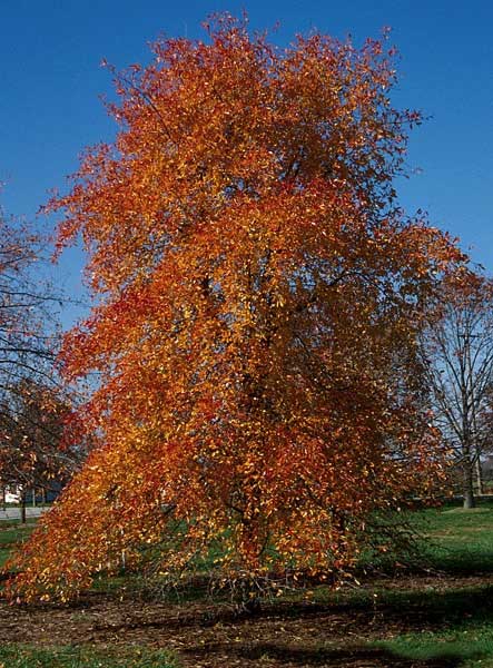 nyssa sylvatica - black gum trees