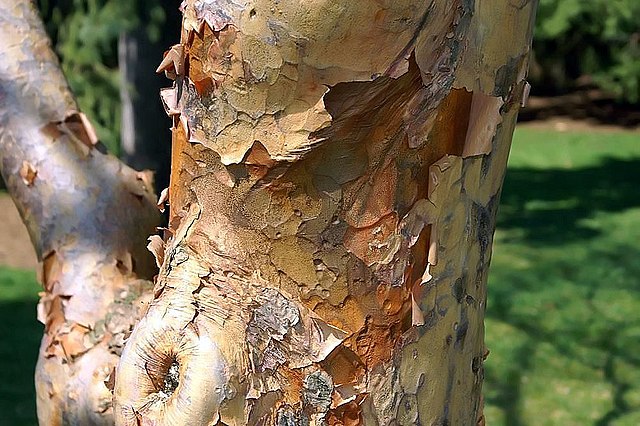 Paperbark maple