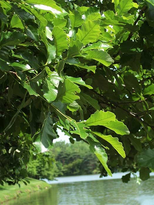 quercus bicolor - swamp white oak
