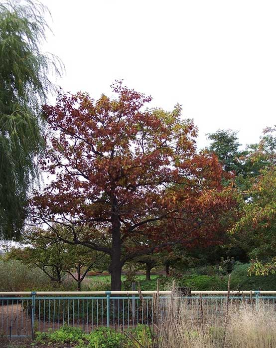 Quercus rubra - Red Oak