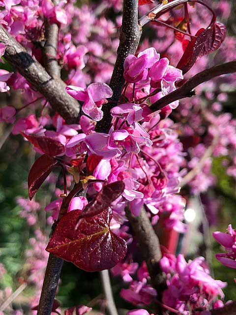 Forest pansy redbud