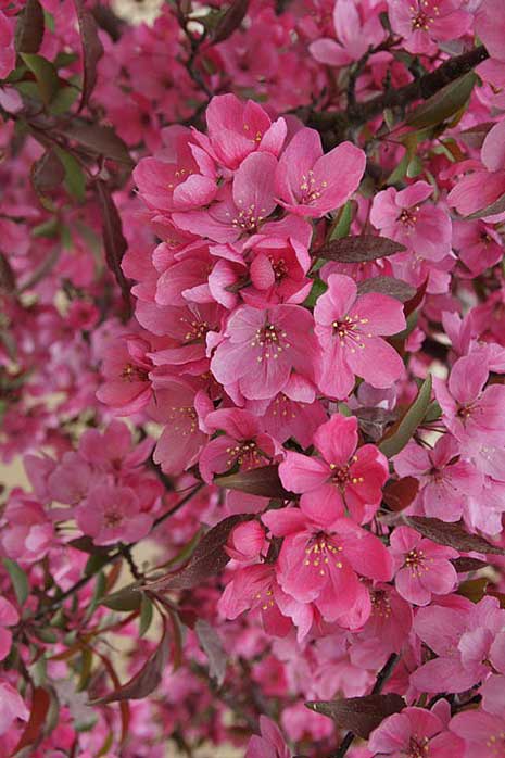 Showtime Crabapple - Country Bumpkin Plant Nursery