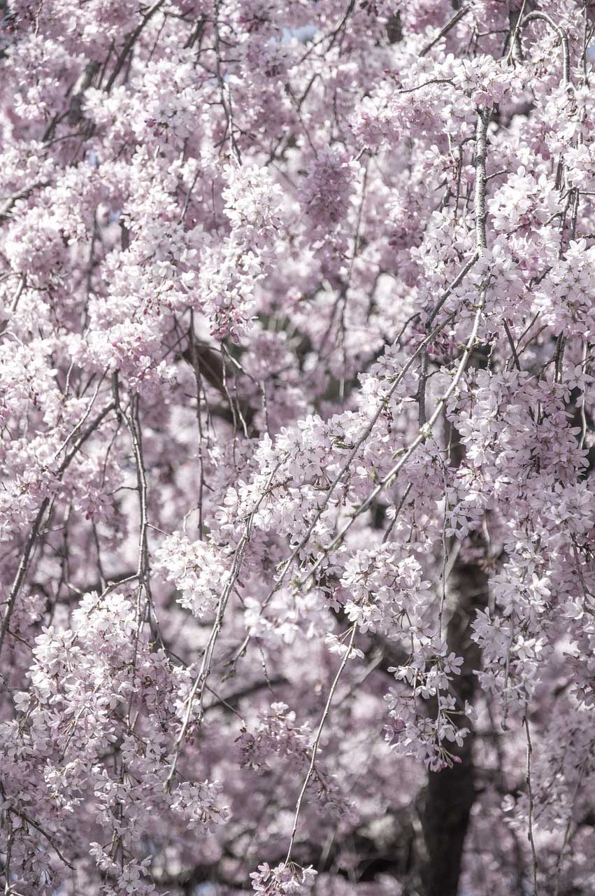 Snow fountains Weeping Cherry